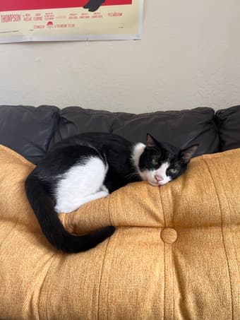 Catsitting/Housesitting at a beautiful house in Redwood City 1