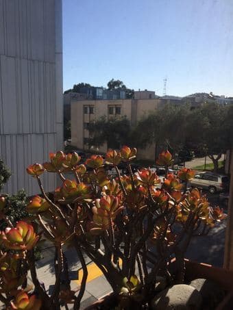Sublet studio in Hayes Valley, San Francisco for a month (12/19-1/22) 3