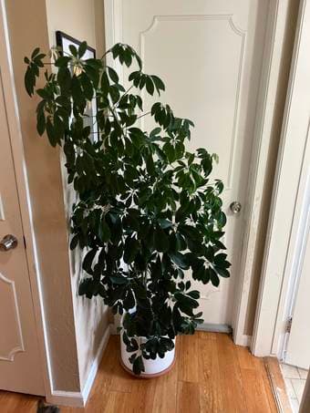 5ft umbrella tree - beautiful low maintenance indoor/outdoor plant 1