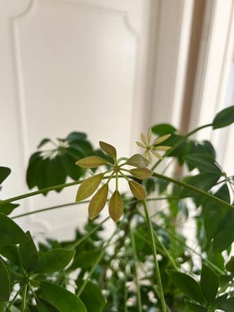 5ft umbrella tree - beautiful low maintenance indoor/outdoor plant 2