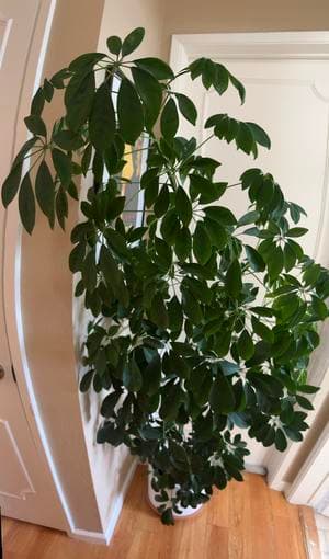 5ft umbrella tree - beautiful low maintenance indoor/outdoor plant 3