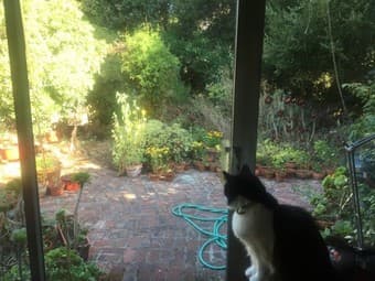 Sunny furnished room available now in Menlo Park home 2