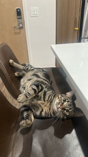 Available for cat sitting in Peninsula 1