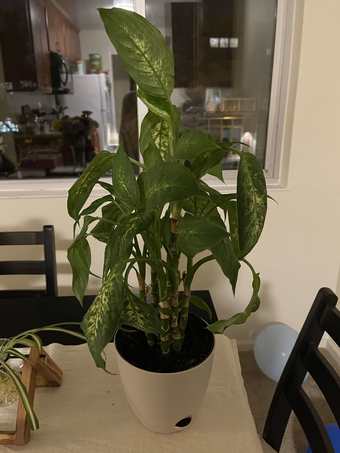 Dieffenbachia plant 1
