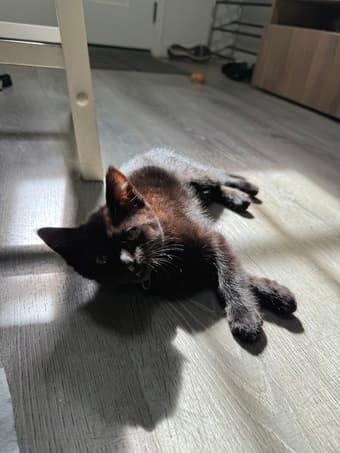 CATSITTER NEEDED 3/20 - 4/1 1