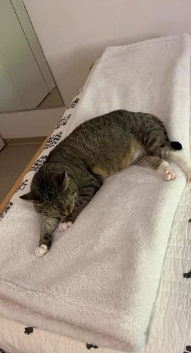 Sublet available: on-campus studio late May to late August (with cat!) 1