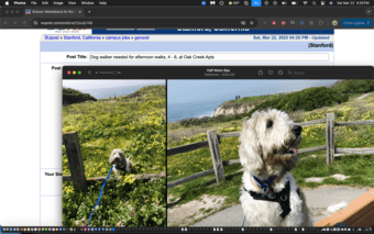 Dog walker needed a few days a week between 4-6 pm 1