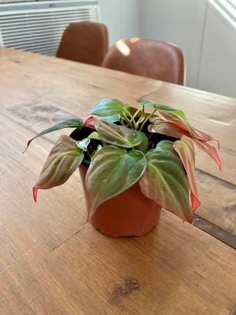 Selling plant supplies (ceramic planters, spray bottles, fertilizer) 2