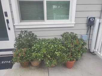 Potted Jade Plants 1