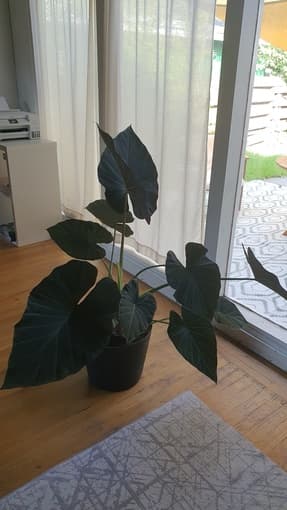 Alocasia plant 1