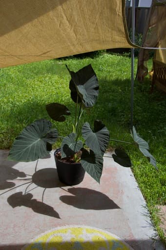 Alocasia plant 2