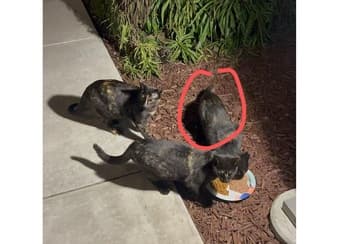 Two Cats in Santa Clara Need Adoption 1