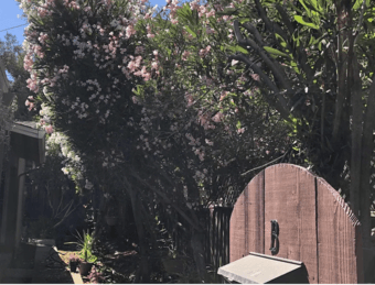 2/2 in Cupertino available mid-May, 18 min drive to campus 4