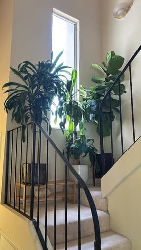 healthy house plants - fiddle leaf fig tree, palms, dragon trees 1
