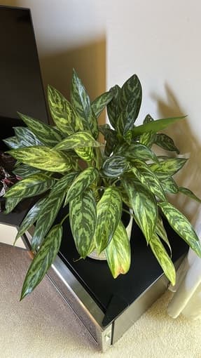 healthy house plants - fiddle leaf fig tree, palms, dragon trees 2