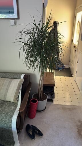 healthy house plants - fiddle leaf fig tree, palms, dragon trees 3