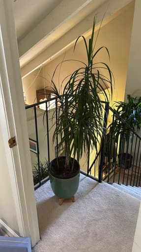 healthy house plants - fiddle leaf fig tree, palms, dragon trees 4