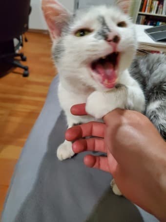 Studio sublet $1150 - furnished - May 30-July 5 - Cat sitter (read ad) 2