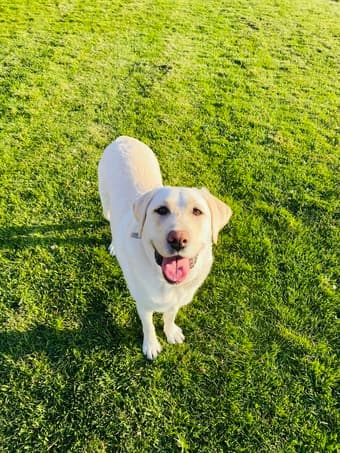 Seeking a Loving and Responsible Pet Sitter – June 12–19 (Palo Alto) 1