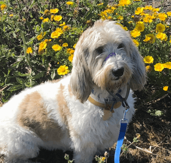 Dog Walker Needed June 1 1