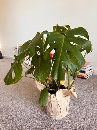 Moving Sale $5!!! :) 1