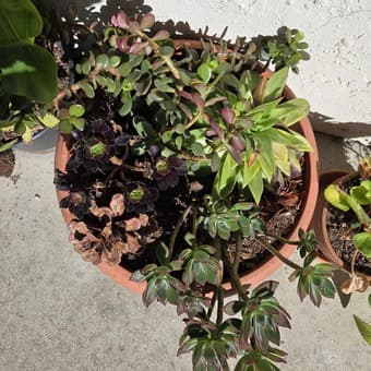 Plants for sale 2