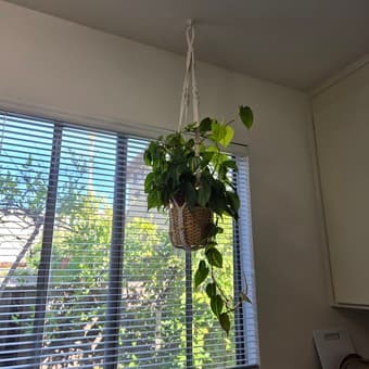 Hanging plants with Macrame hangers 1