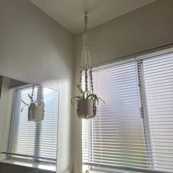 Hanging plants with Macrame hangers 2