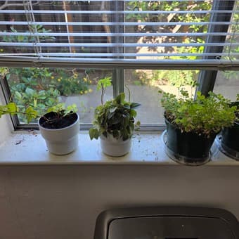 Selling Rubber plant, window plants and potters 1