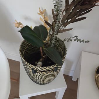 Selling Rubber plant, window plants and potters 2