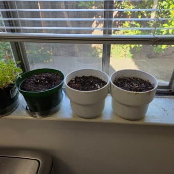 Selling Rubber plant, window plants and potters 3