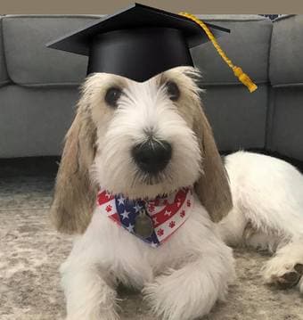 Dog Walker Needed ASAP 1