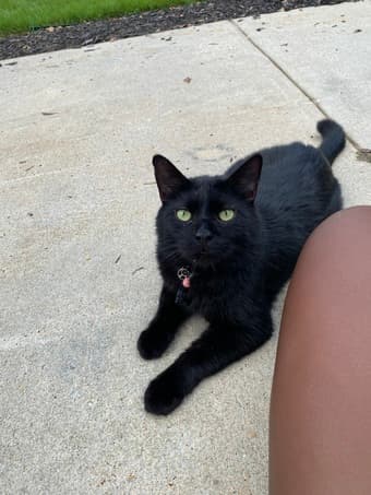 cat boarder needed winter break dec 14-jan 1 1