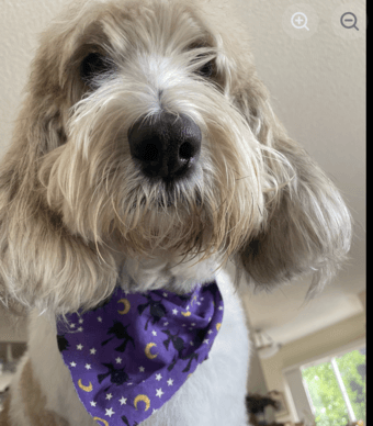 Dog walker Needed ASAP 1