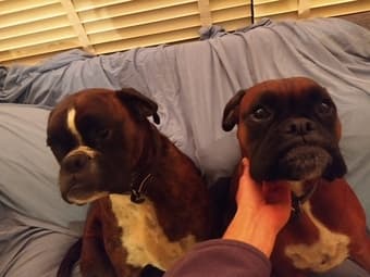 Large room for rent in spacious 5 bedroom Atherton on acre lot 4