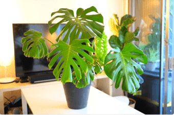 Indoor plants, outdoor plants and garden furniture 1