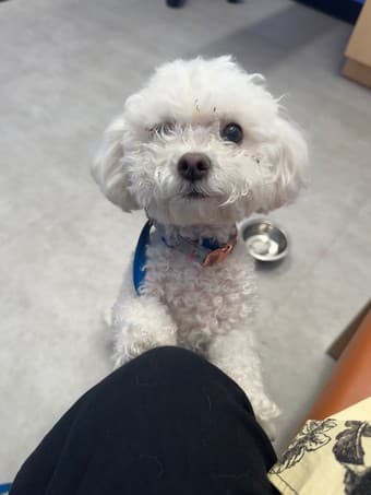 Dog found on 9/24 @ Campus Drive & Governor's Lane 1