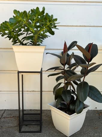 Firepit, Indoor Plants, Halloween decorations and free stuff! 2