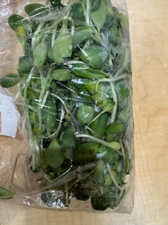 Organic sunflower sprouts 8oz 1