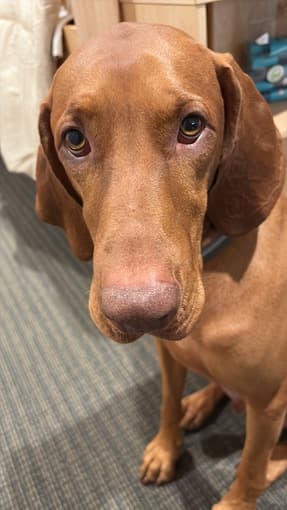 Dog sitting during winter break 1