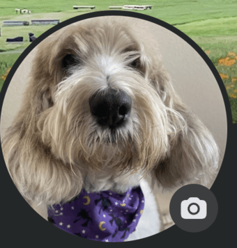 DOG WALKER NEEDED ASAP 1