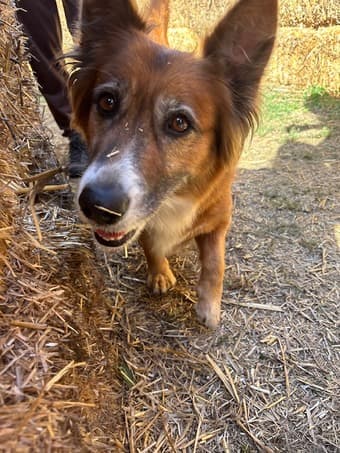 Looking for mid-day dog walker 1