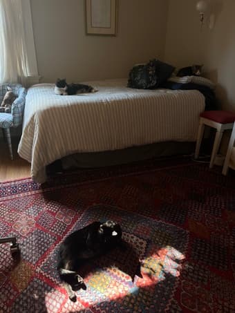 FREE holiday sublet! Cat sitter needed 1