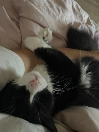 FREE holiday sublet! Cat sitter needed 2