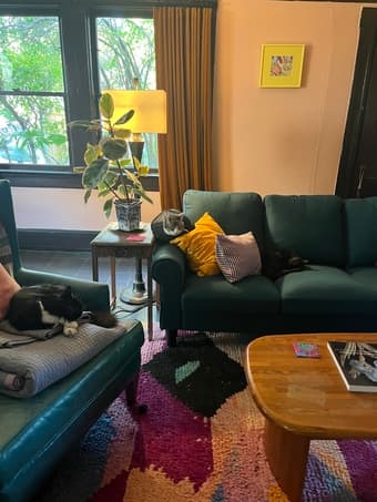 FREE holiday sublet! Cat sitter needed 4