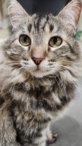 Free housing for cat sitting winter break 1