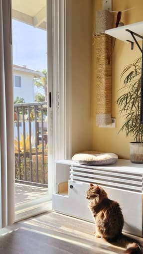 Free housing for cat sitting winter break 2