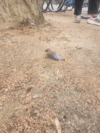 Injured bird found outside dschool (building 550) 1