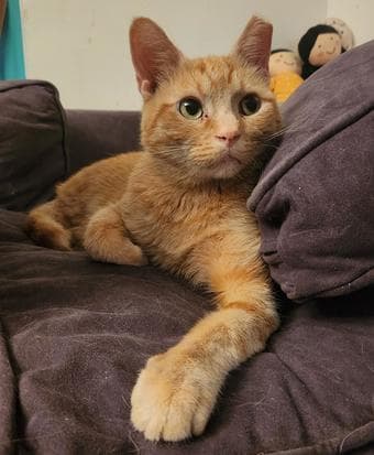 Cat Surrender (Will pay you $500!) 1