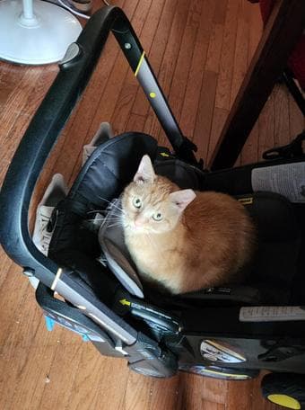 Cat Surrender (Will pay you $500!) 2